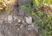 Дървета с окастрена коренова система тревожат русенци /ВИДЕО/